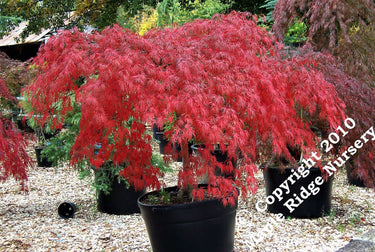 Acer palmatum 'Octopus' - mapleridgenursery